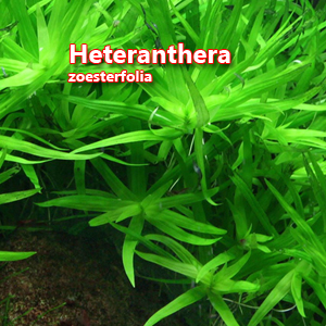 Heteranthera zoesterfolia